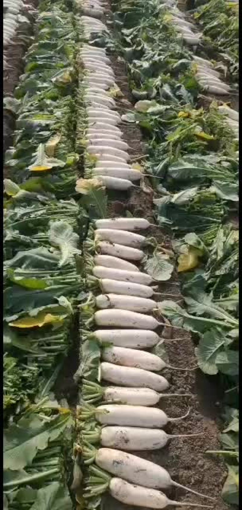 精品白萝卜，加工厂萝卜，食堂萝卜，各种货需要的老板联系