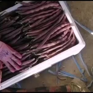 精品紫芸豆，还有精品白不老