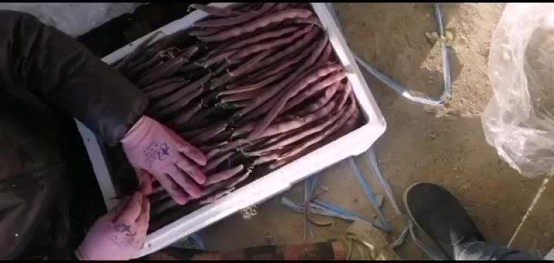 精品紫芸豆，还有精品白不老