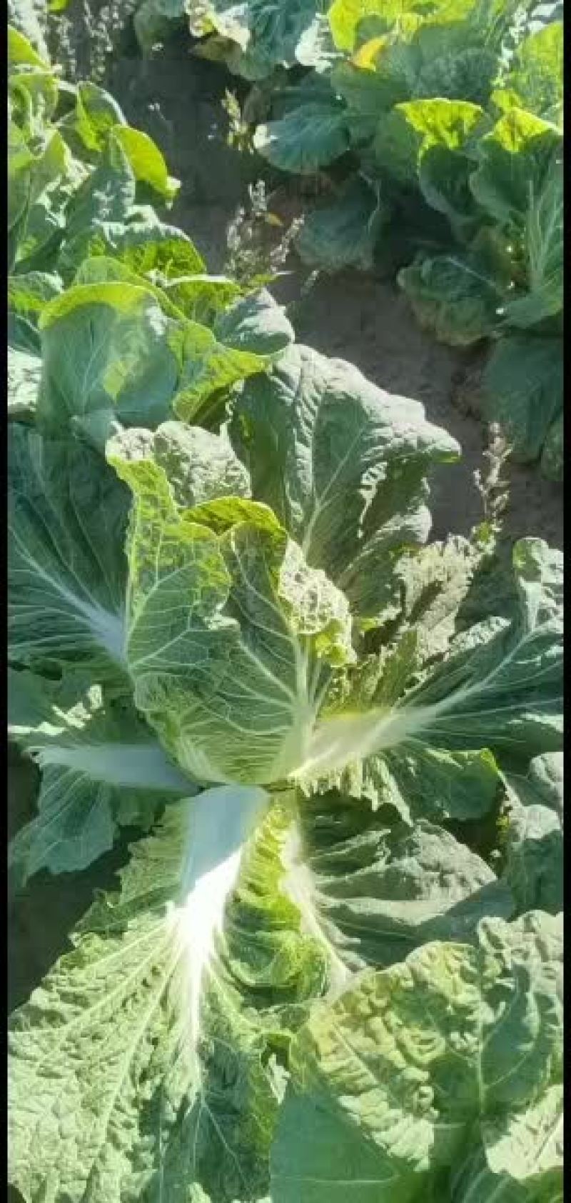 昌黎县黄心白菜大量上市