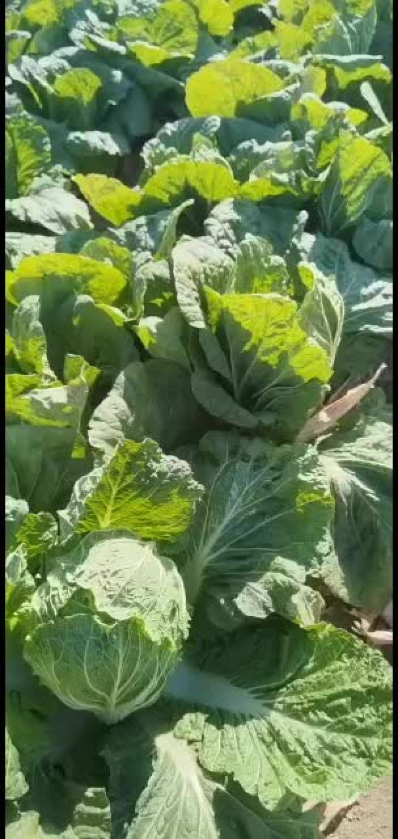 昌黎县黄心白菜大量上市