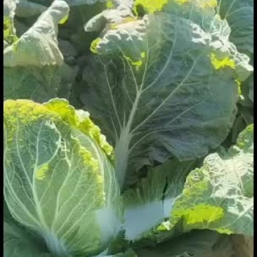 昌黎县黄心白菜大量上市