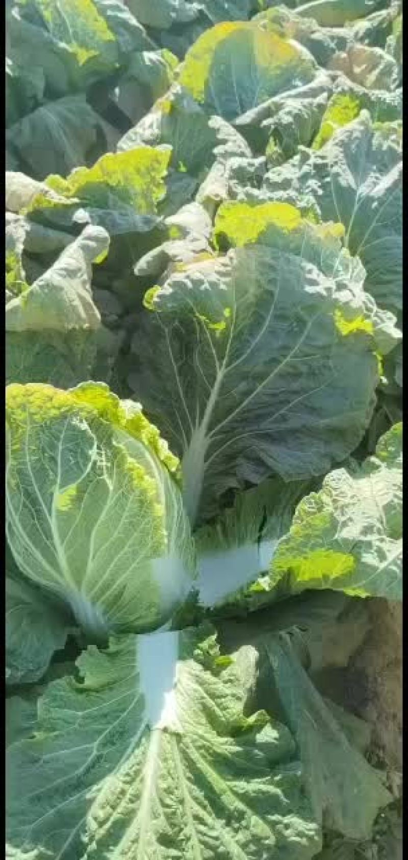 昌黎县黄心白菜大量上市