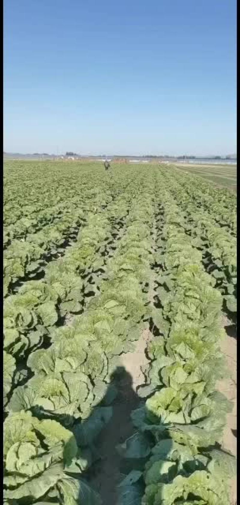 昌黎县黄心白菜大量上市