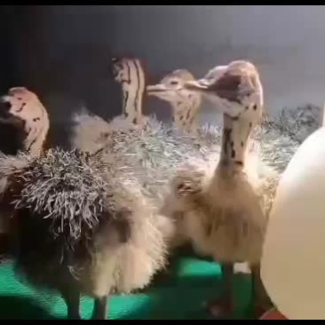 鸵鸟苗，基地直接发货鸵鸟苗3斤多到四斤