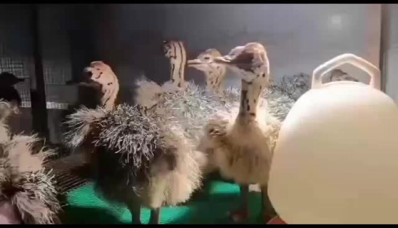 鸵鸟苗，基地直接发货鸵鸟苗3斤多到四斤