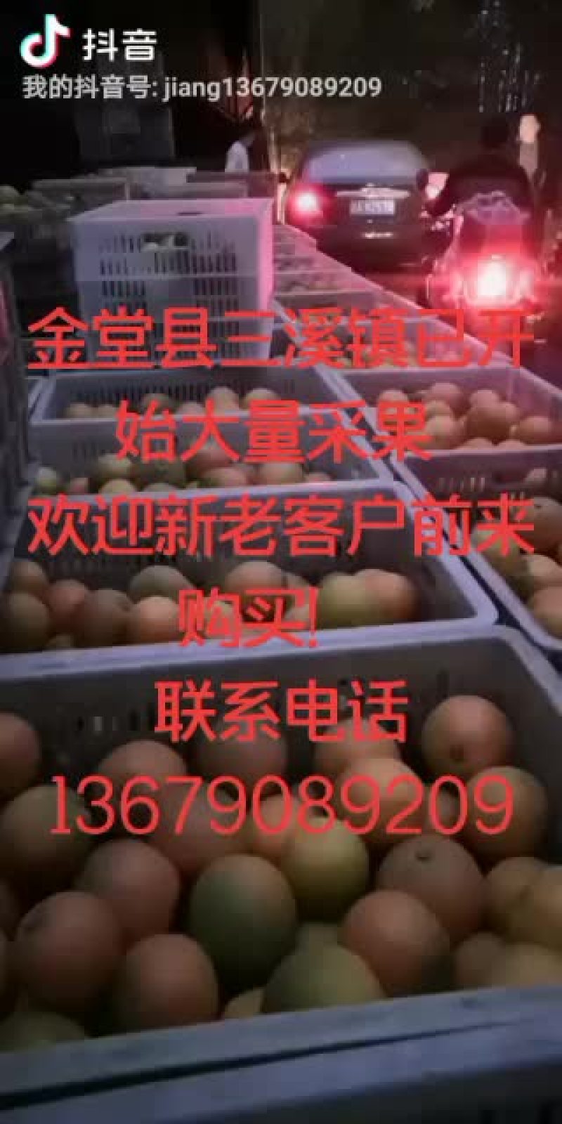 四川省金堂县三溪镇脐橙已开始大量出售