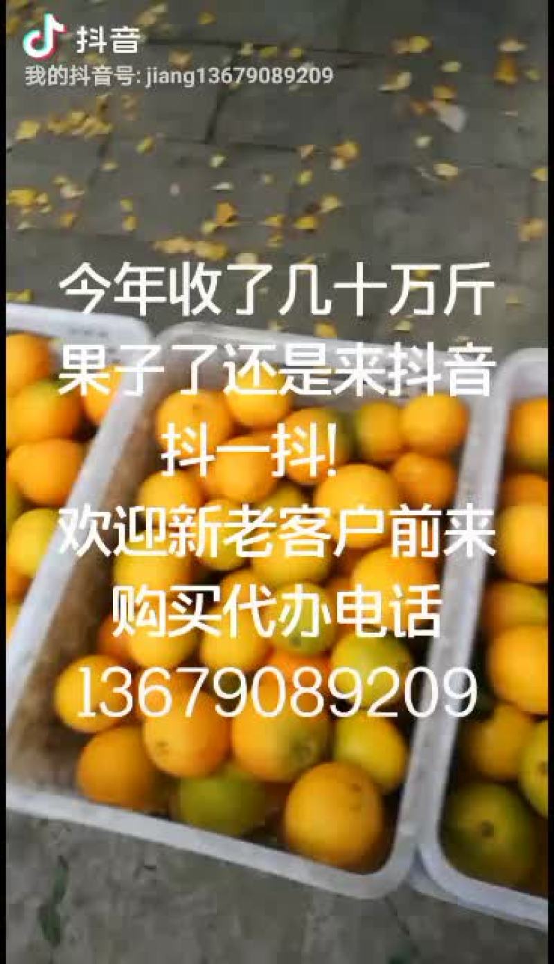四川省金堂县三溪镇脐橙已开始大量出售