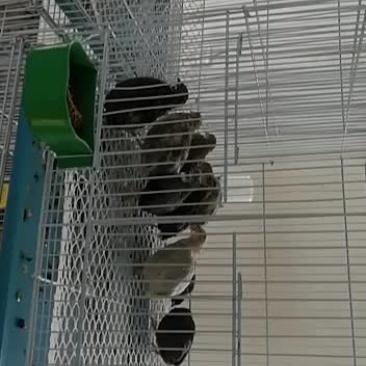 芦丁鸡种鸡种鸡苗包回收