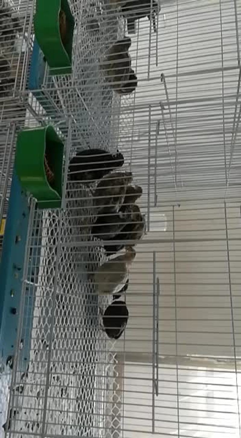 芦丁鸡种鸡种鸡苗包回收