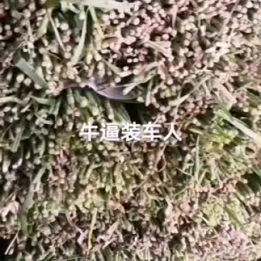 精品韭菜大量上市，需要了老板抓紧预定