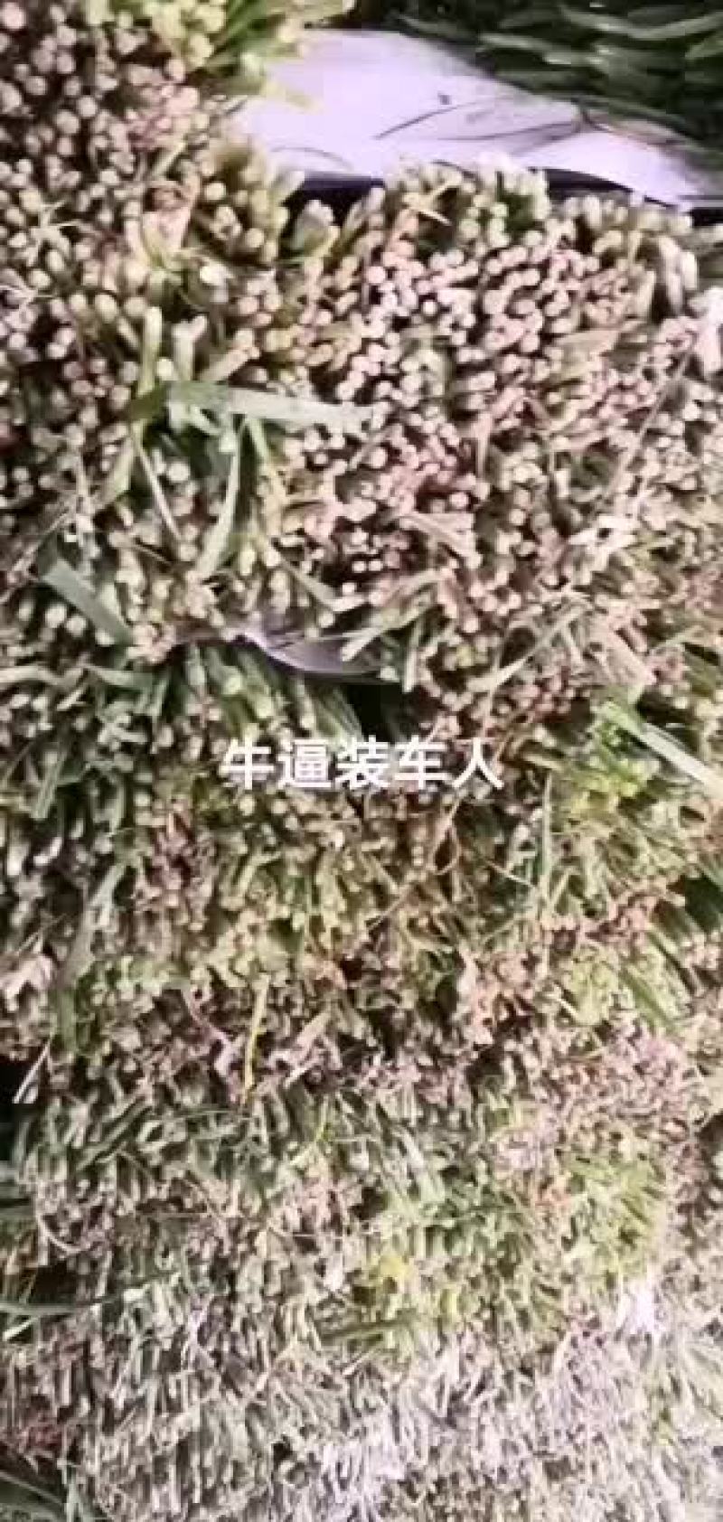 精品韭菜大量上市，需要了老板抓紧预定