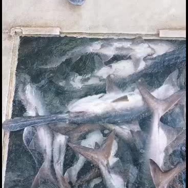 秋冬起，鸭嘴鱼运输方便