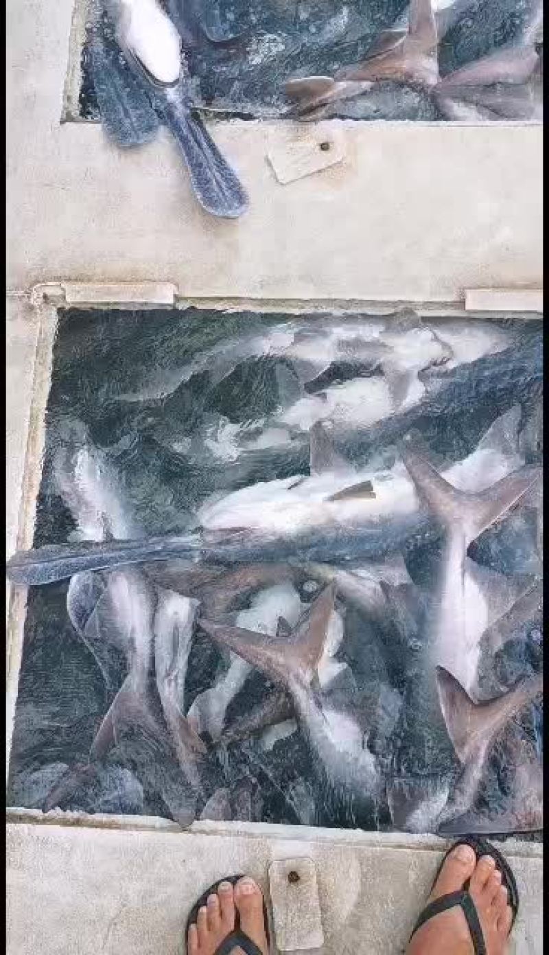 秋冬起，鸭嘴鱼运输方便