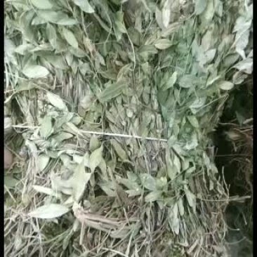 大量批发贵州野生大叶瓜子金，含量高，药材好，纯大叶，