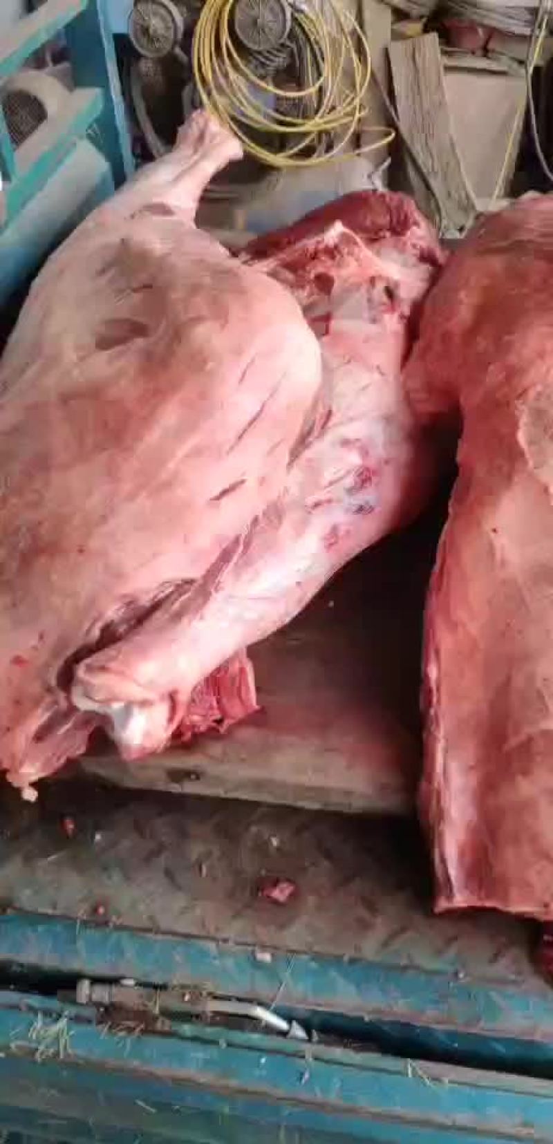 自家养殖