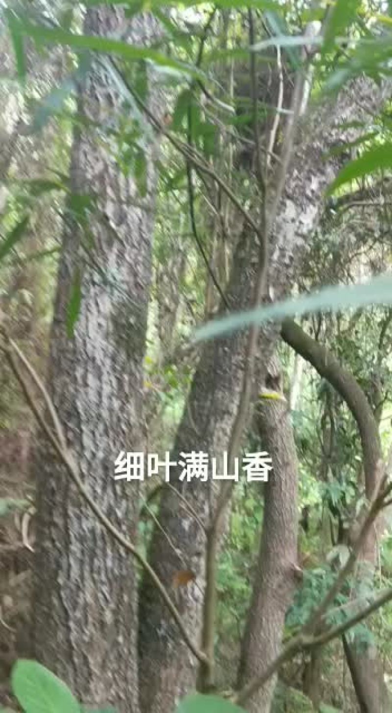 白花牛奶根丶鲜18/斤，干40/斤丶白花牛奶树根，满山香