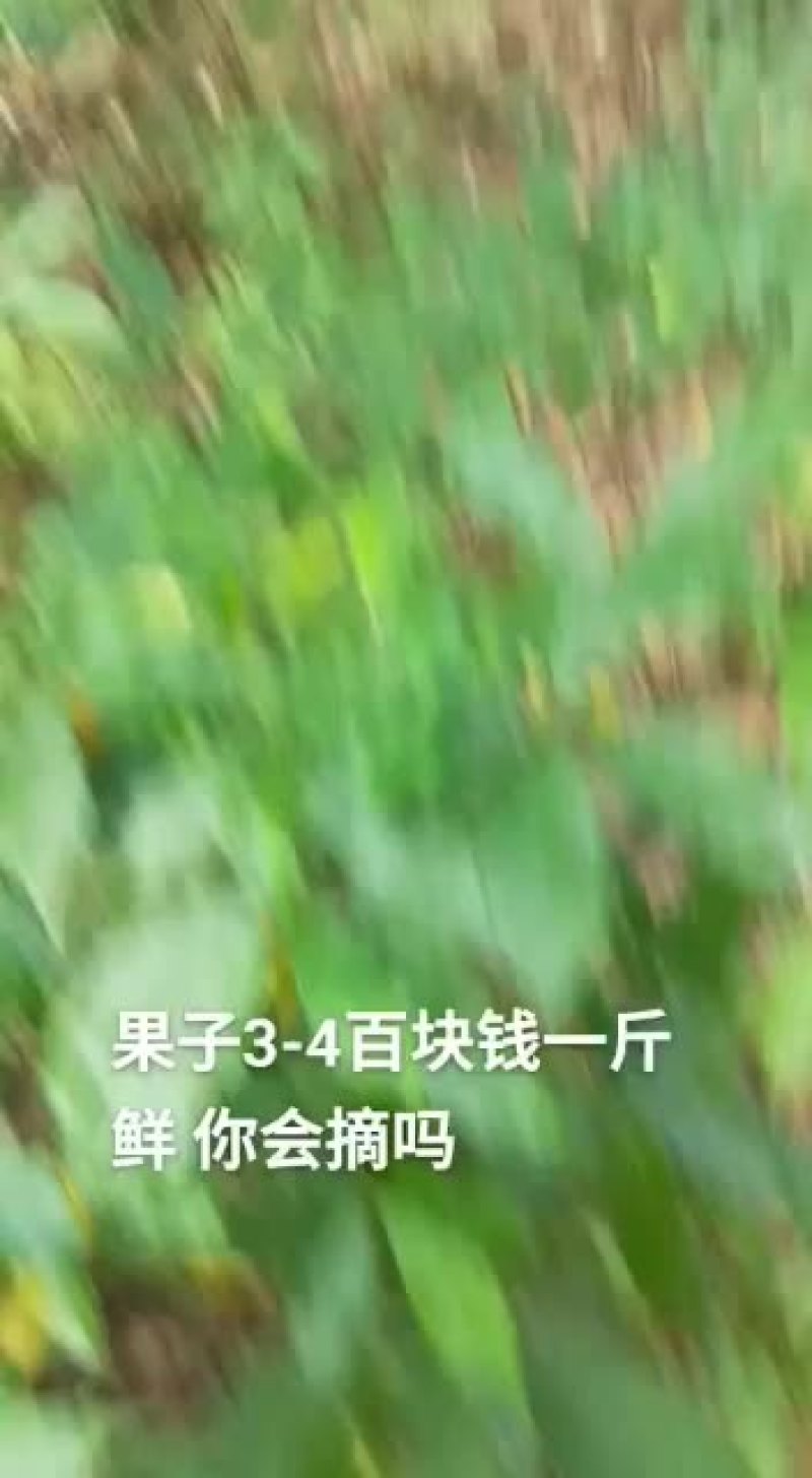白花牛奶根丶鲜18/斤，干40/斤丶白花牛奶树根，满山香