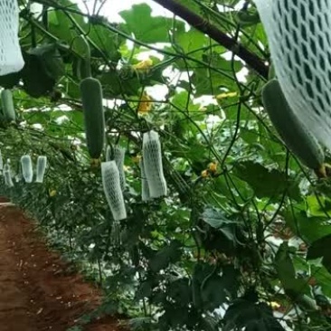 台湾高雄4号基地青丝瓜