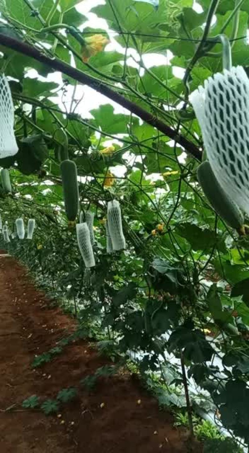 台湾高雄4号基地青丝瓜