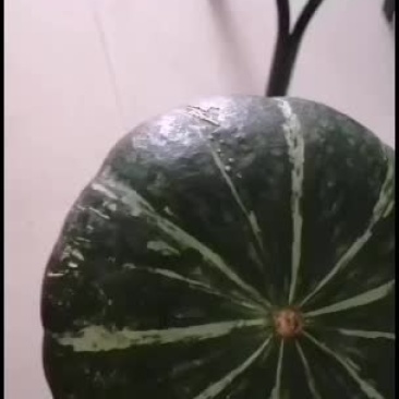 各种板栗南瓜，1000亩合作社！欢迎你们