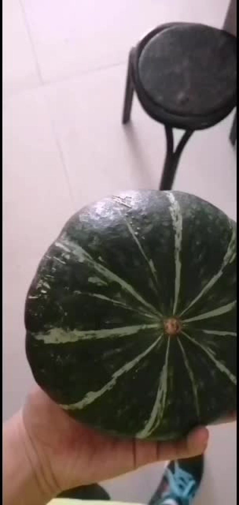 各种板栗南瓜，1000亩合作社！欢迎你们