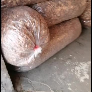滑子菇大量批发零售，