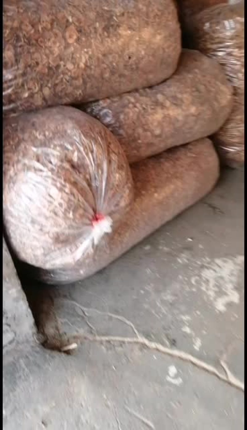 滑子菇大量批发零售，