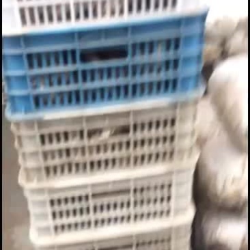 鲜平菇上市，货紧需要预订