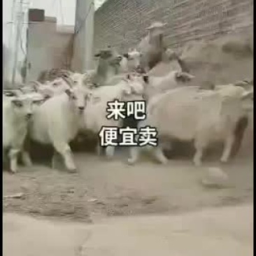 绒山羊绒山羊绒山羊绒山羊