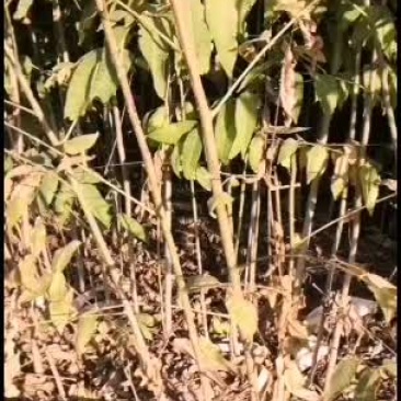 基地出售大量红油香椿苗
