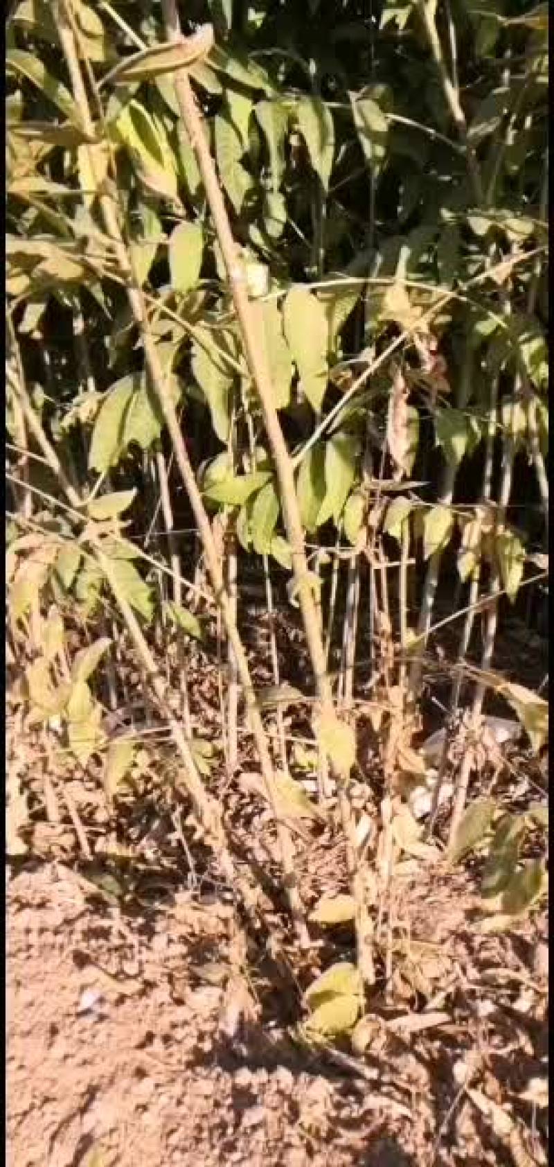 基地出售大量红油香椿苗