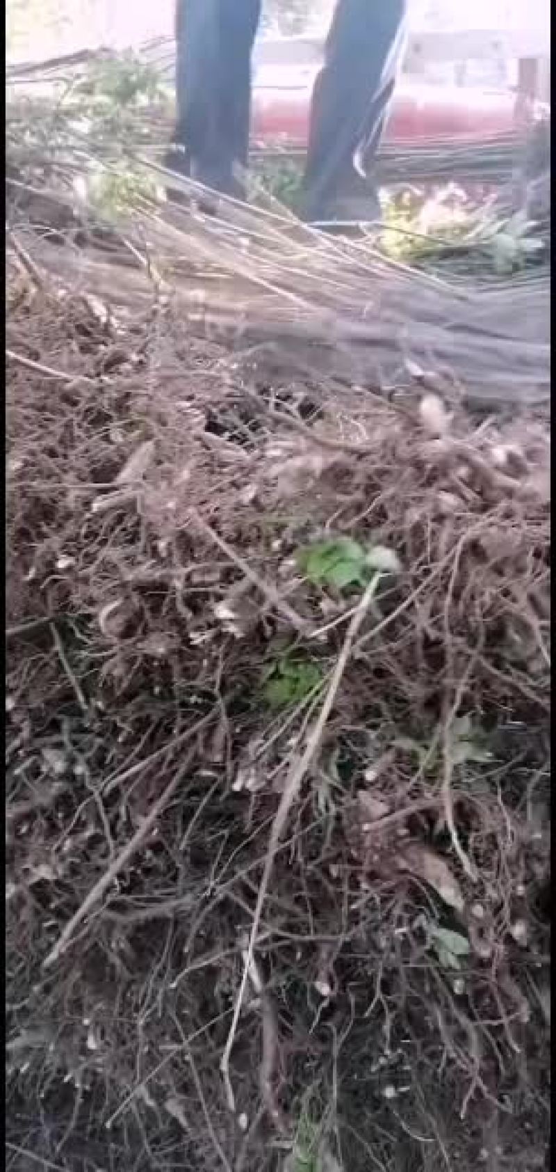基地出售大量红油香椿苗