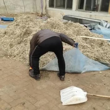 小根蒜大量现货需要的联系我吧！