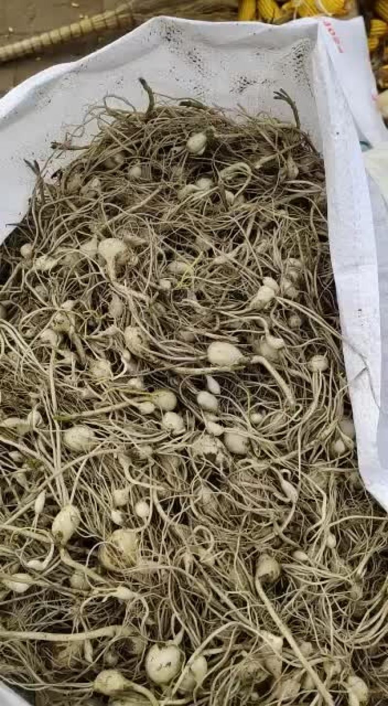 小根蒜大量现货需要的联系我吧！