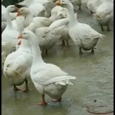 大白鹅，灰鹅，各条数鹅