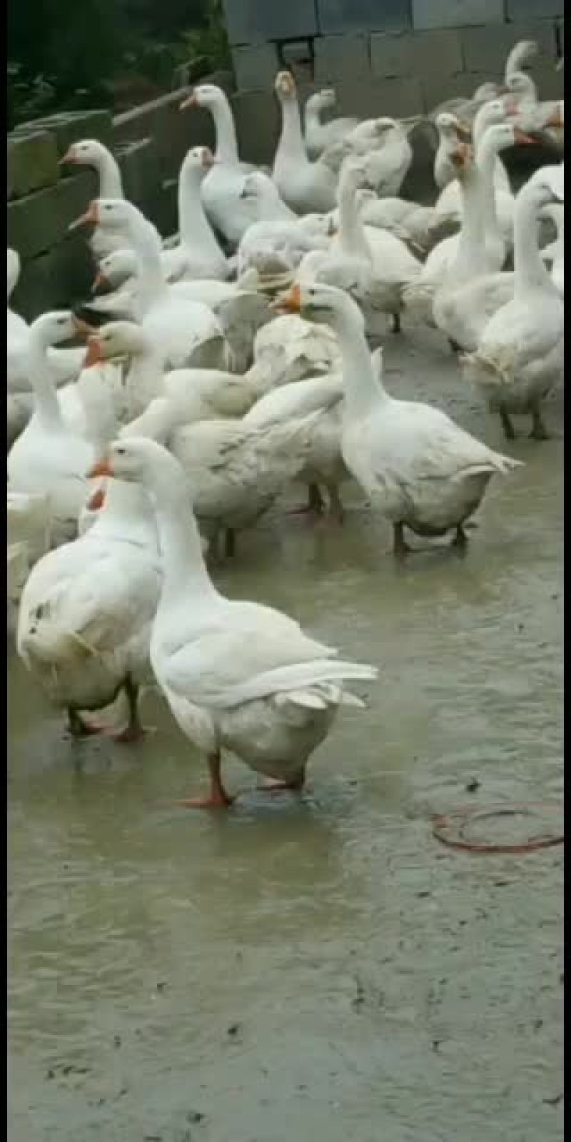 大白鹅，灰鹅，各条数鹅