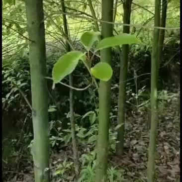 出售香樟树，米径2公分至6公分