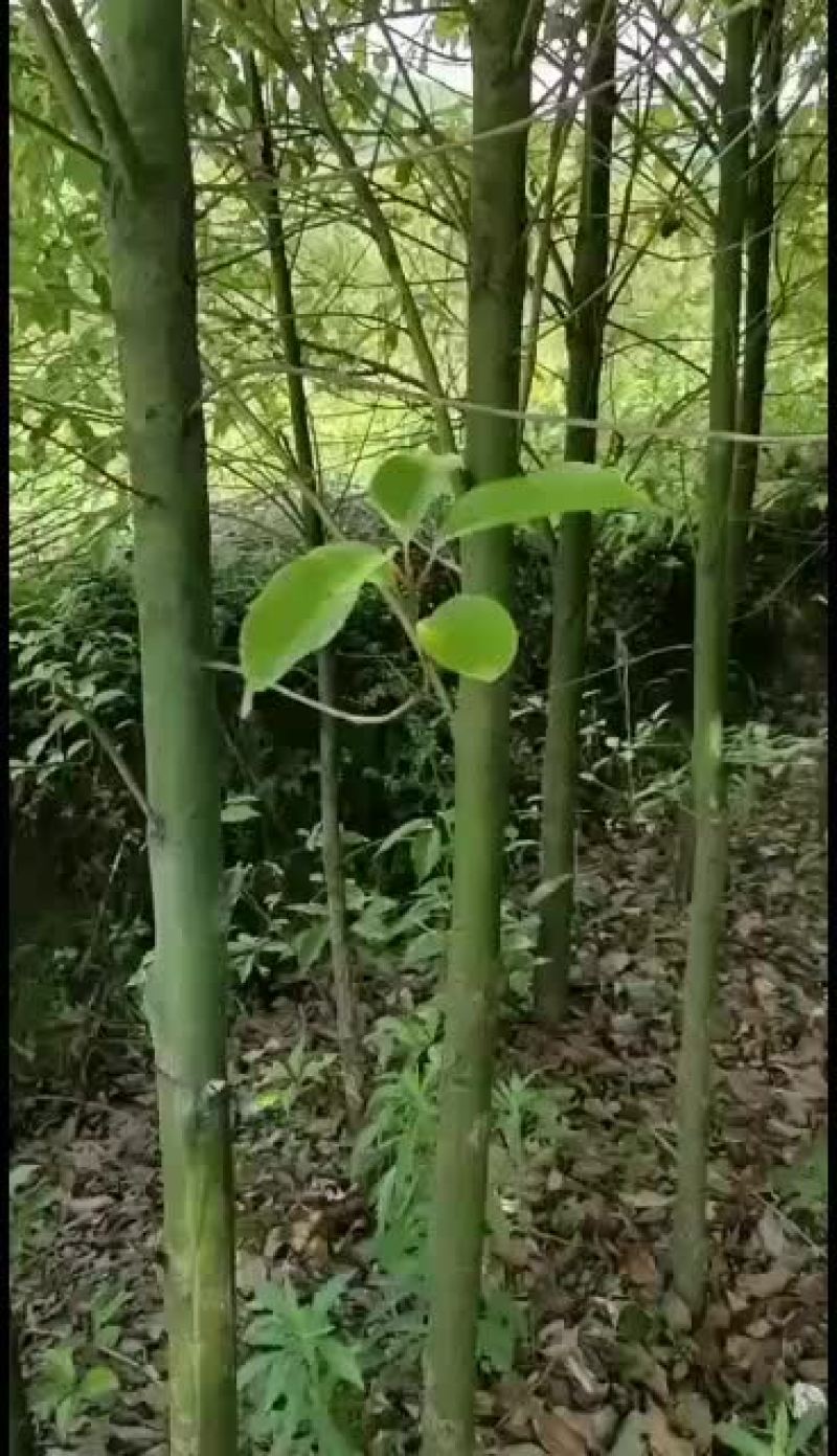 出售香樟树，米径2公分至6公分