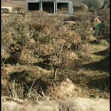洛阳红，深紫色，深蓝色，白色，
