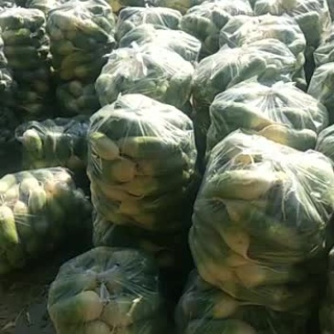 出售各种蔬菜。需要的请与我联系