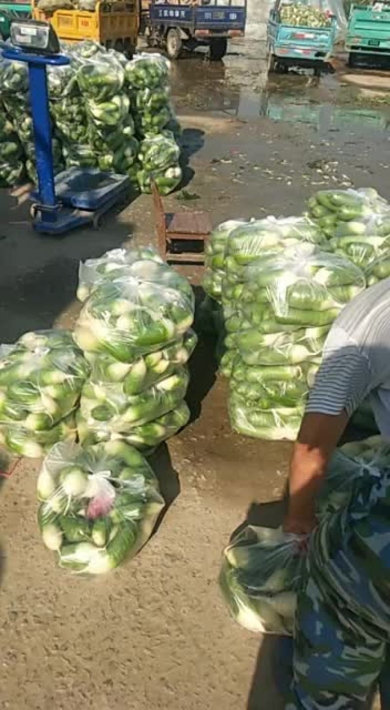 出售各种蔬菜。需要的请与我联系