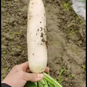精品白萝卜等有需要的老板哟！