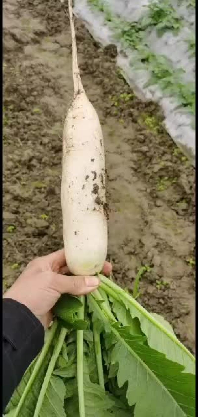 精品白萝卜等有需要的老板哟！