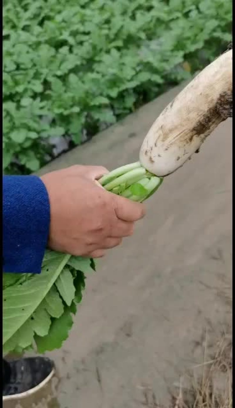 精品白萝卜等有需要的老板哟！