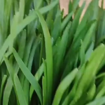 精品棚彩大量走货，有需要的联系