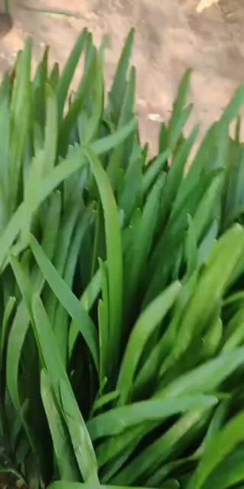 精品棚彩大量走货，有需要的联系