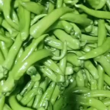 大量上市质量优良品种齐全