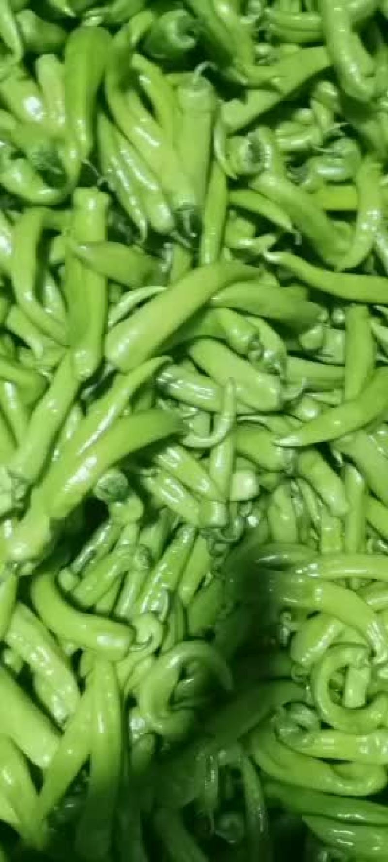 大量上市质量优良品种齐全