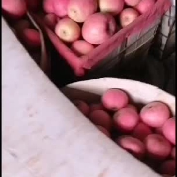 红富士苹果漏色好口感好果个大要的老板联系我